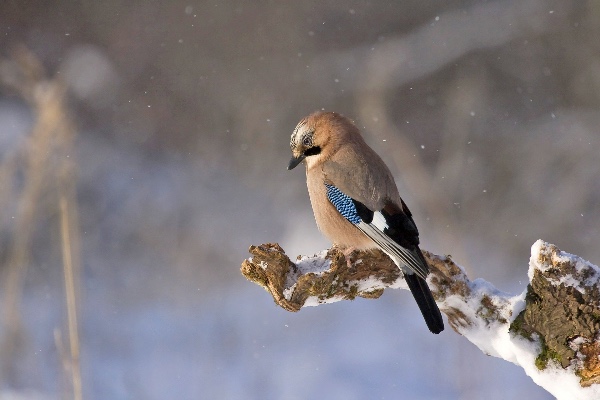 småfågel vinter