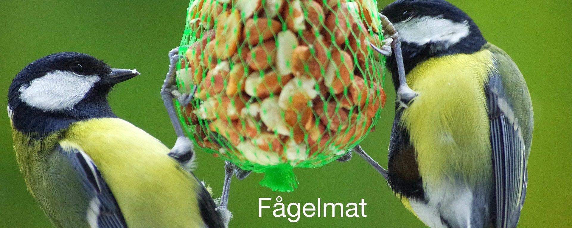 fågelmat blåmesar