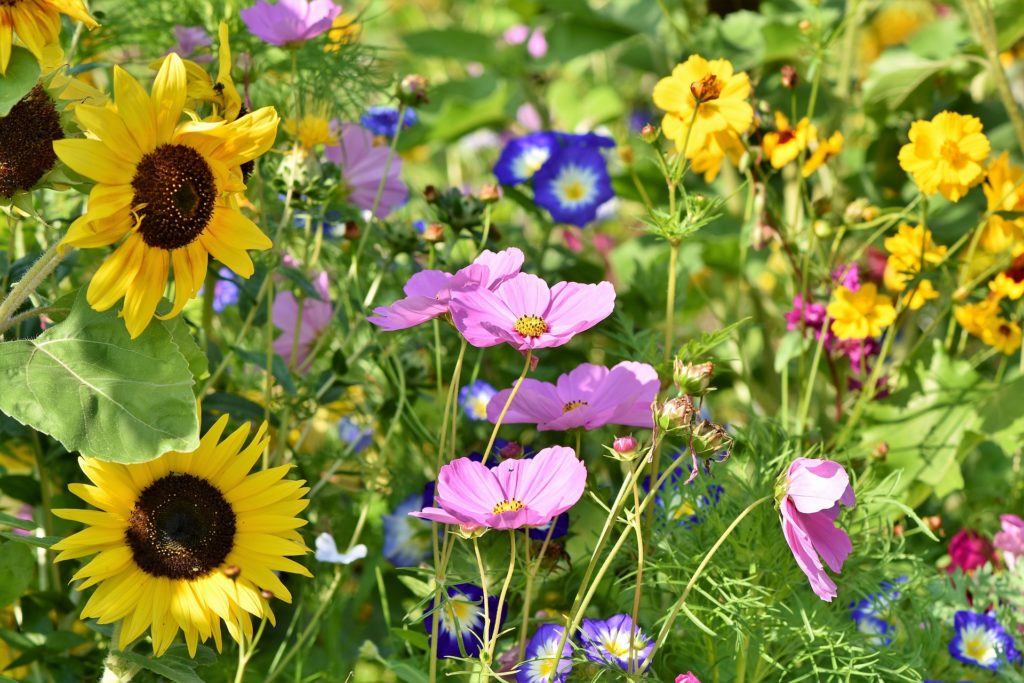 fin sommar blomsteräng