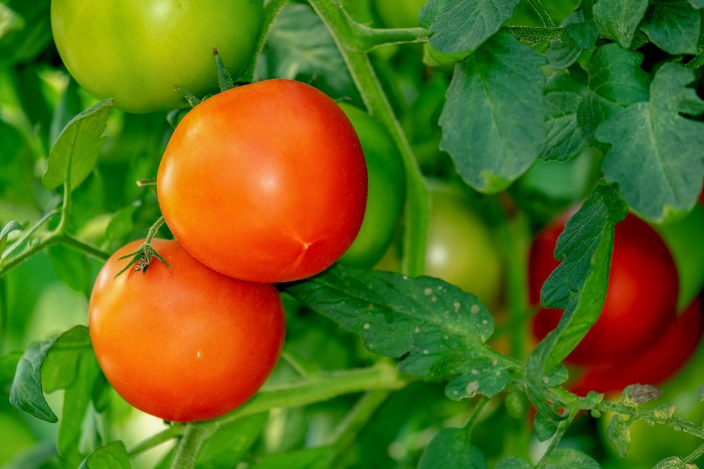 KRAV gödslade tomater på kvist för en frisk trädgård